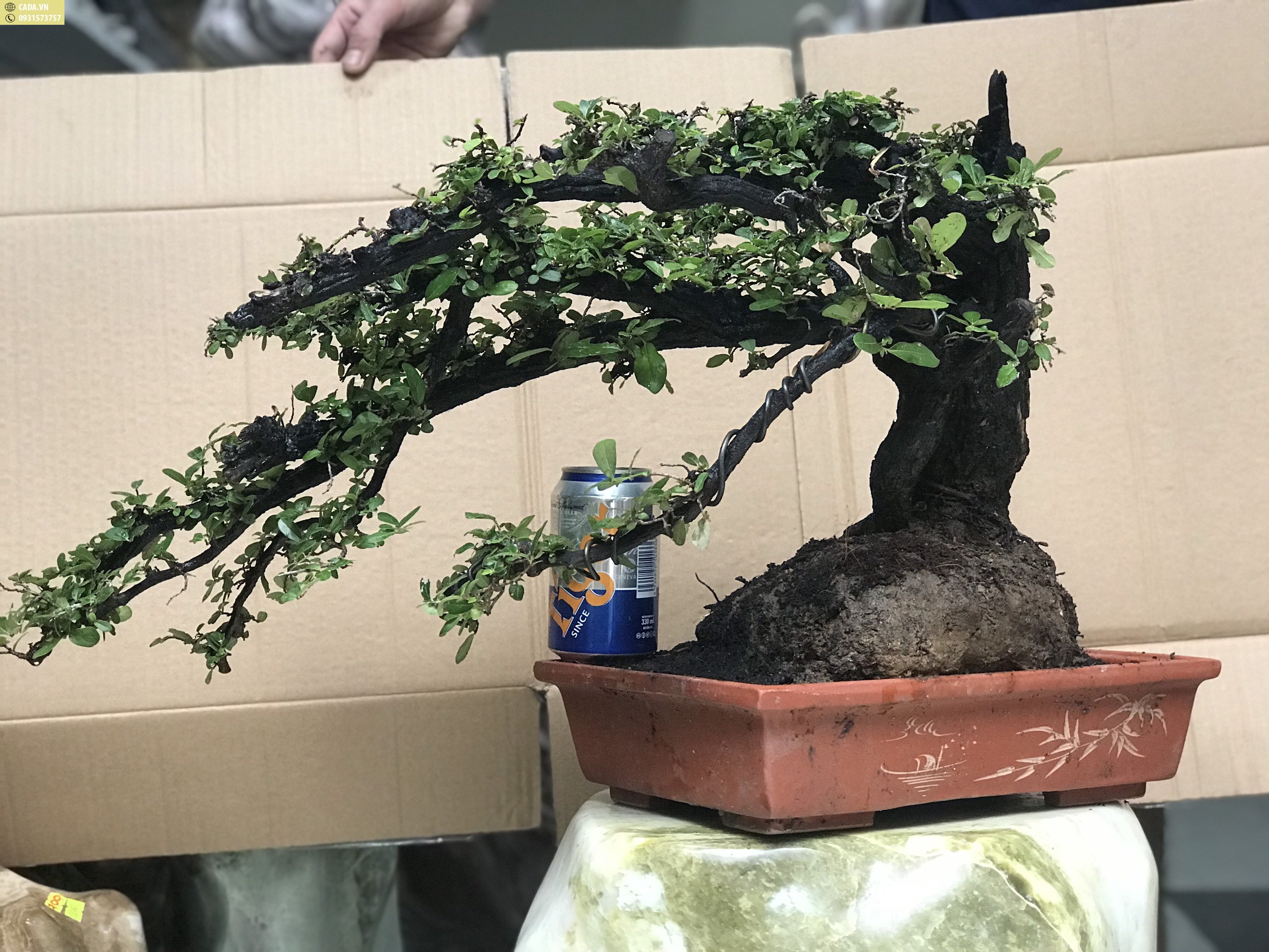 Cây cẩm thị bonsai giàu ý nghĩa phong thủy 1