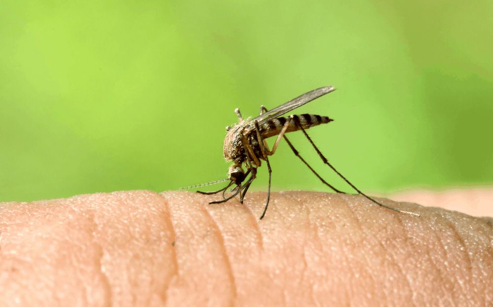 Hình ảnh con Muỗi Anophen 1