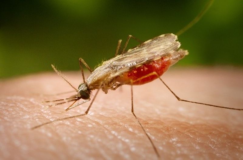 Hình ảnh con Muỗi Anophen