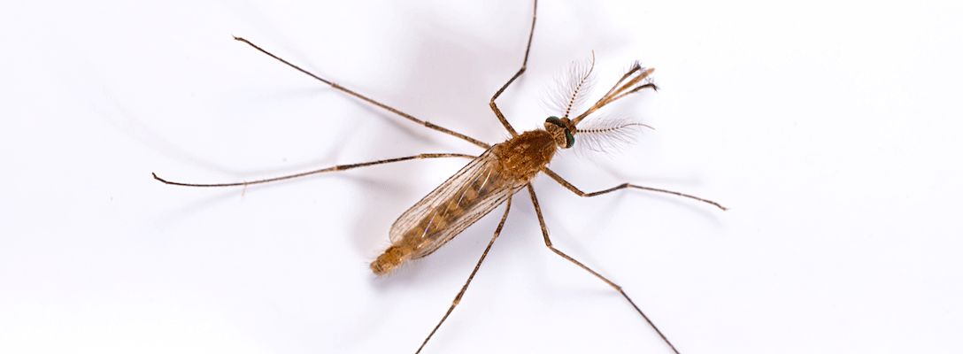 Hình ảnh con Muỗi đực