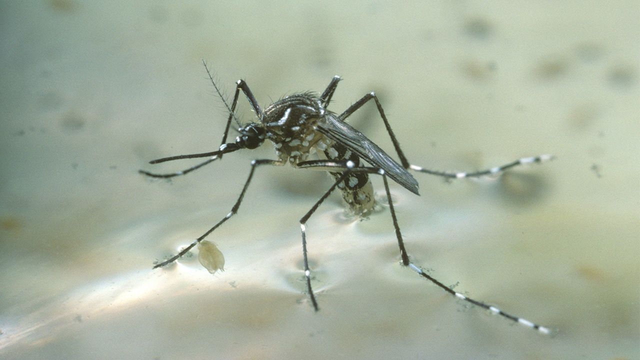 Hình ảnh con Muỗi gây sốt xuất huyết 1