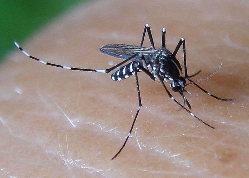 Hình ảnh con Muỗi gây sốt xuất huyết 2