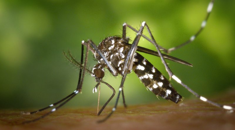 Hình ảnh con Muỗi gây sốt xuất huyết