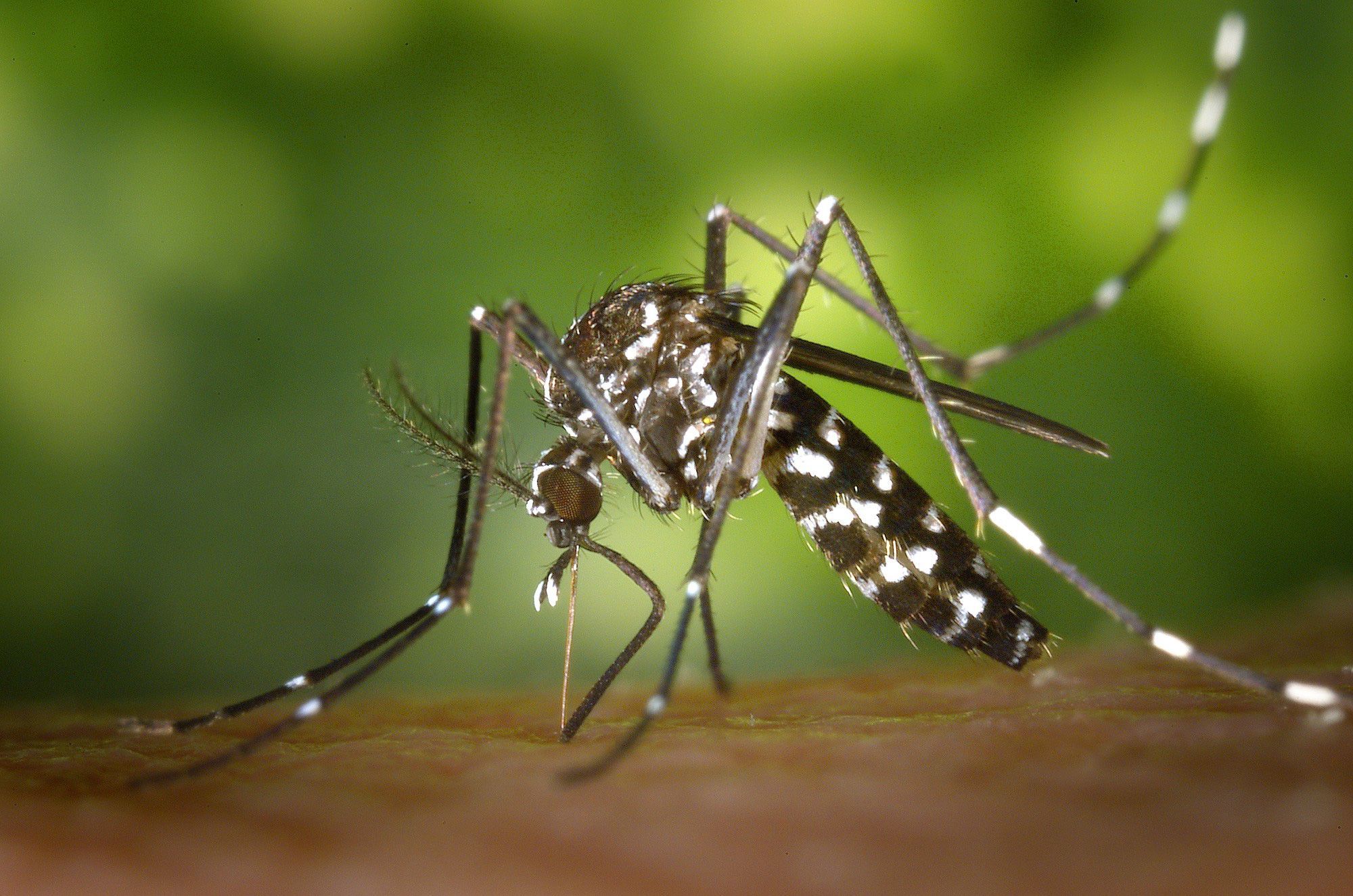 Hình ảnh con Muỗi gây sốt xuất huyết