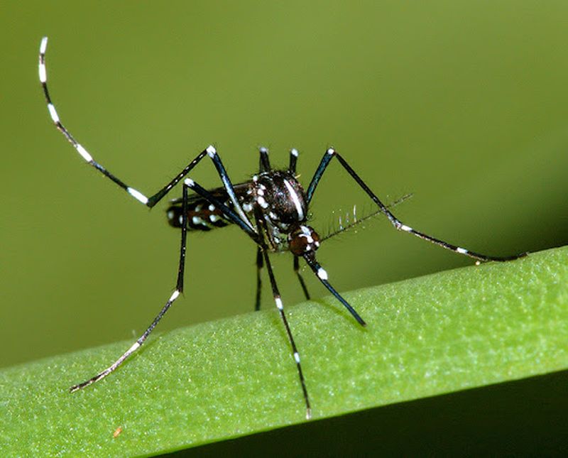 Hình ảnh con Muỗi Aedes 1