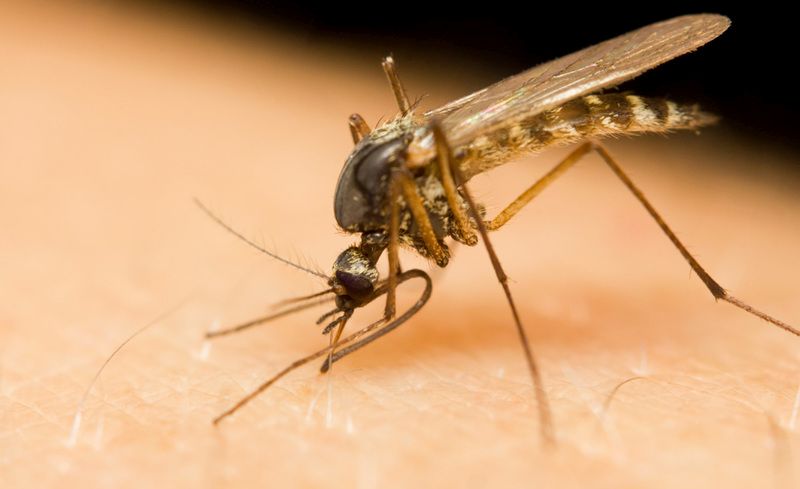 Thông tin về muỗi Aedes 1