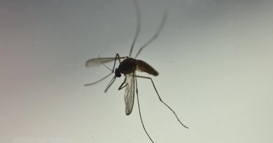 Thông tin về muỗi Aedes 2
