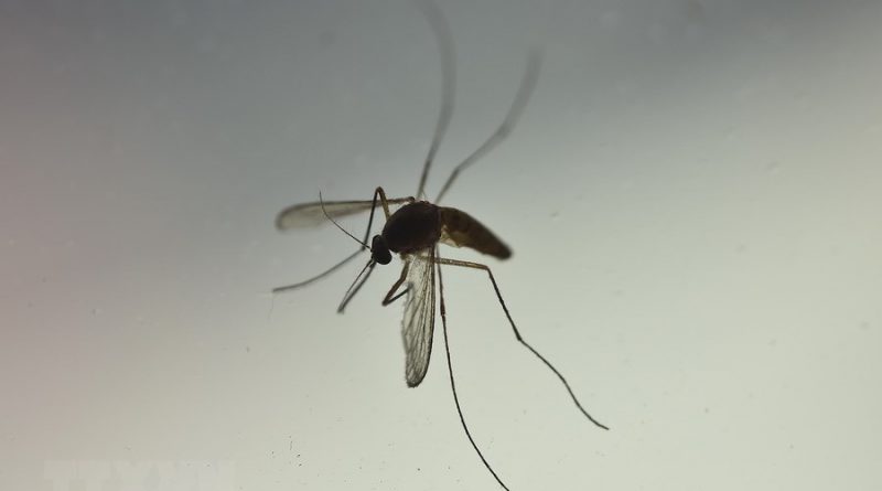 Thông tin về muỗi Aedes 2