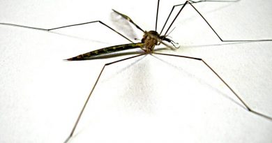 Muỗi chân dài như nhện 2
