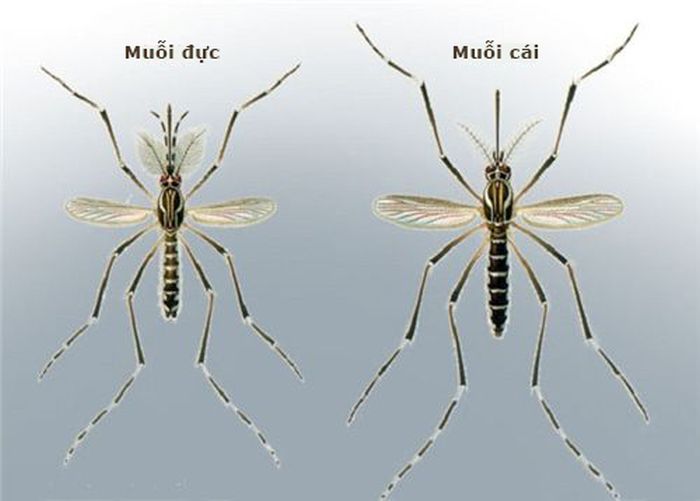Phân biệt muỗi đực và muỗi cái 1