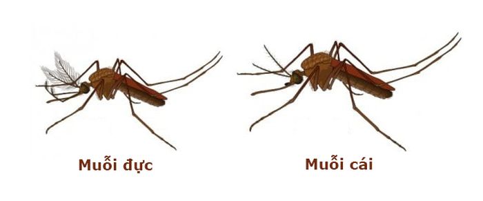 Phân biệt muỗi đực và muỗi cái 2