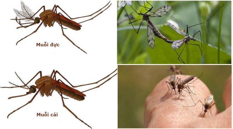 Phân biệt muỗi đực và muỗi cái