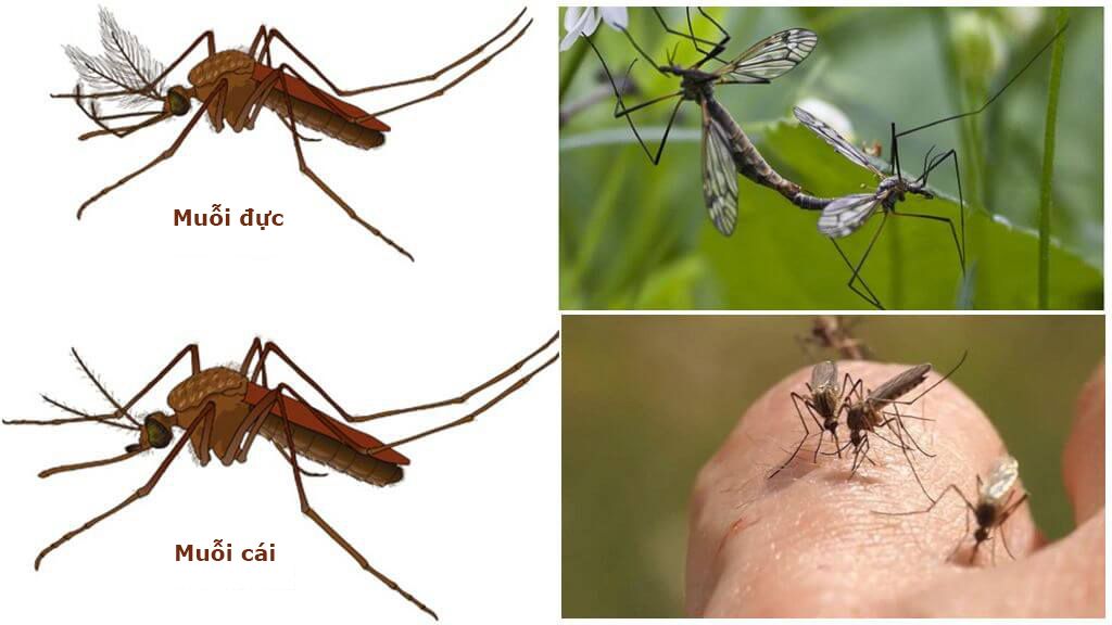 Phân biệt muỗi đực và muỗi cái