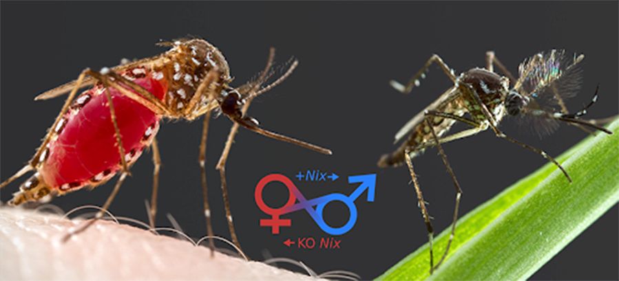 Phân biệt muỗi đực và muỗi cái 4