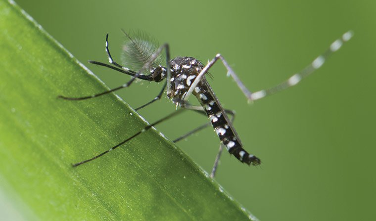Các loài muỗi ở Việt Nam thường gặp nhất 1