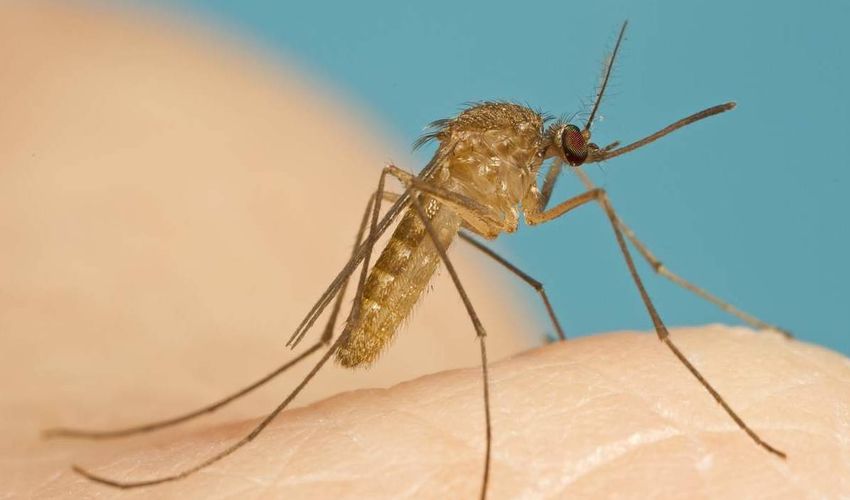 Các loài muỗi ở Việt Nam thường gặp nhất 2