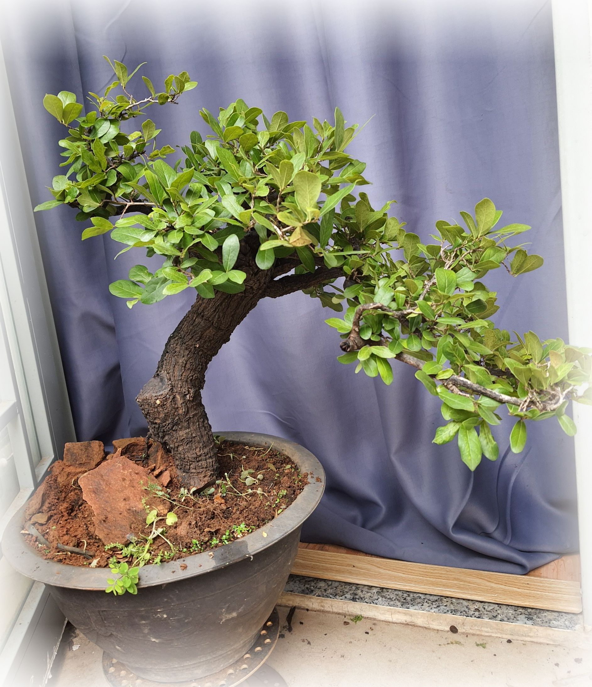 Cách trồng và chăm sóc cây cẩm thị dáng bonsai 1
