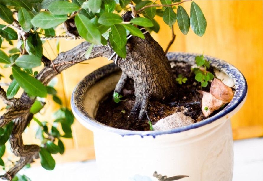 Cách trồng và chăm sóc cây cẩm thị dáng bonsai 2