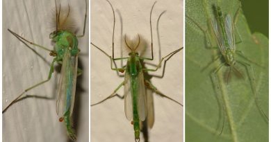 Con muỗi màu xanh lá cây 1