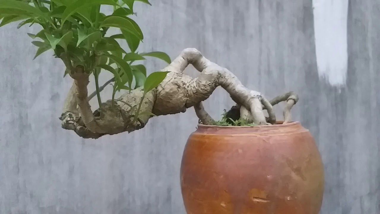 Cây Ngọc Bút bonsai 2