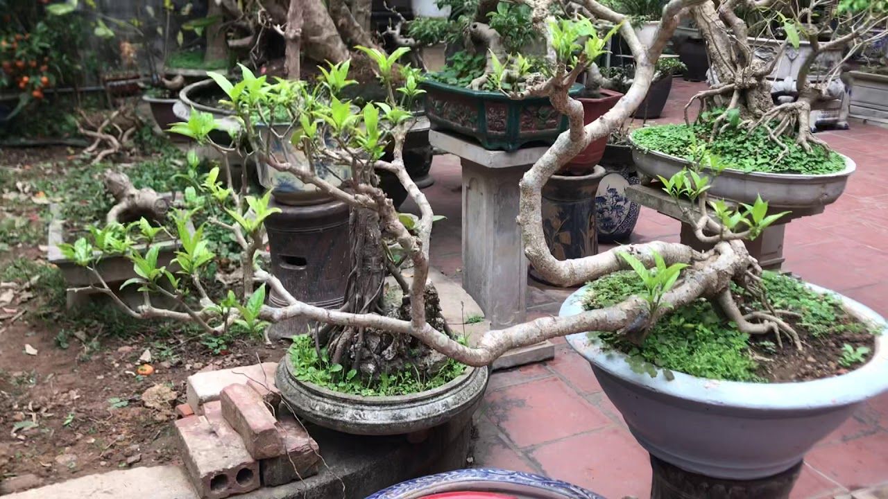 Cây Ngọc Bút bonsai 3