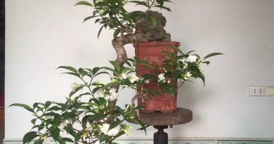 Cây Ngọc Bút bonsai 4