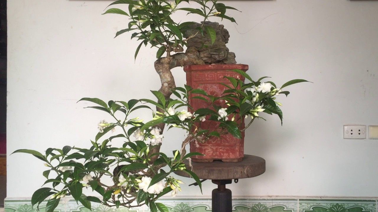 Cây Ngọc Bút bonsai 4