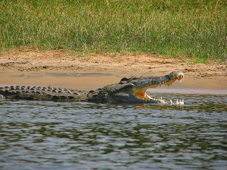 Cá sấu sông Nile 2