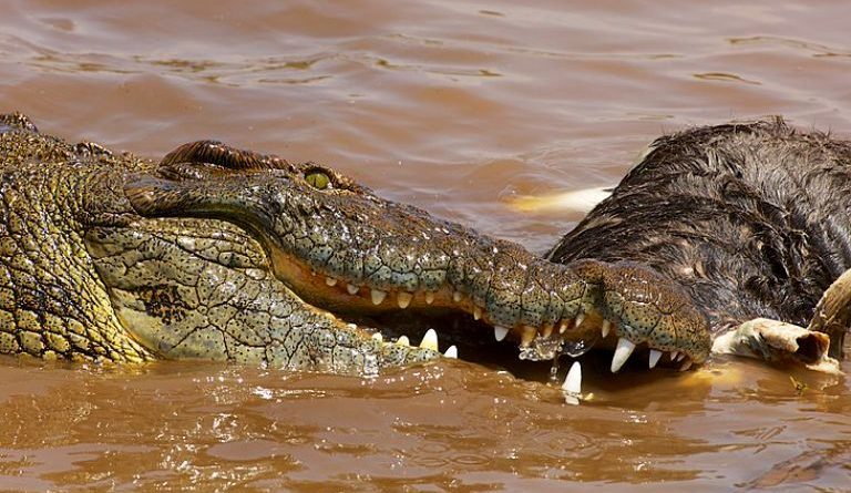 Cá sấu sông Nile 3