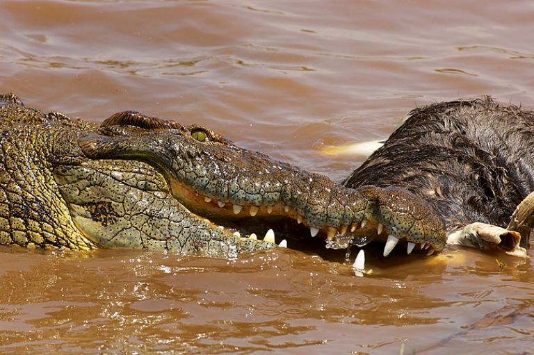 Cá sấu sông Nile 3