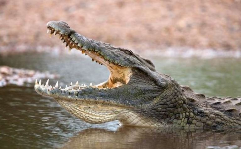 Cá sấu sông Nile 5