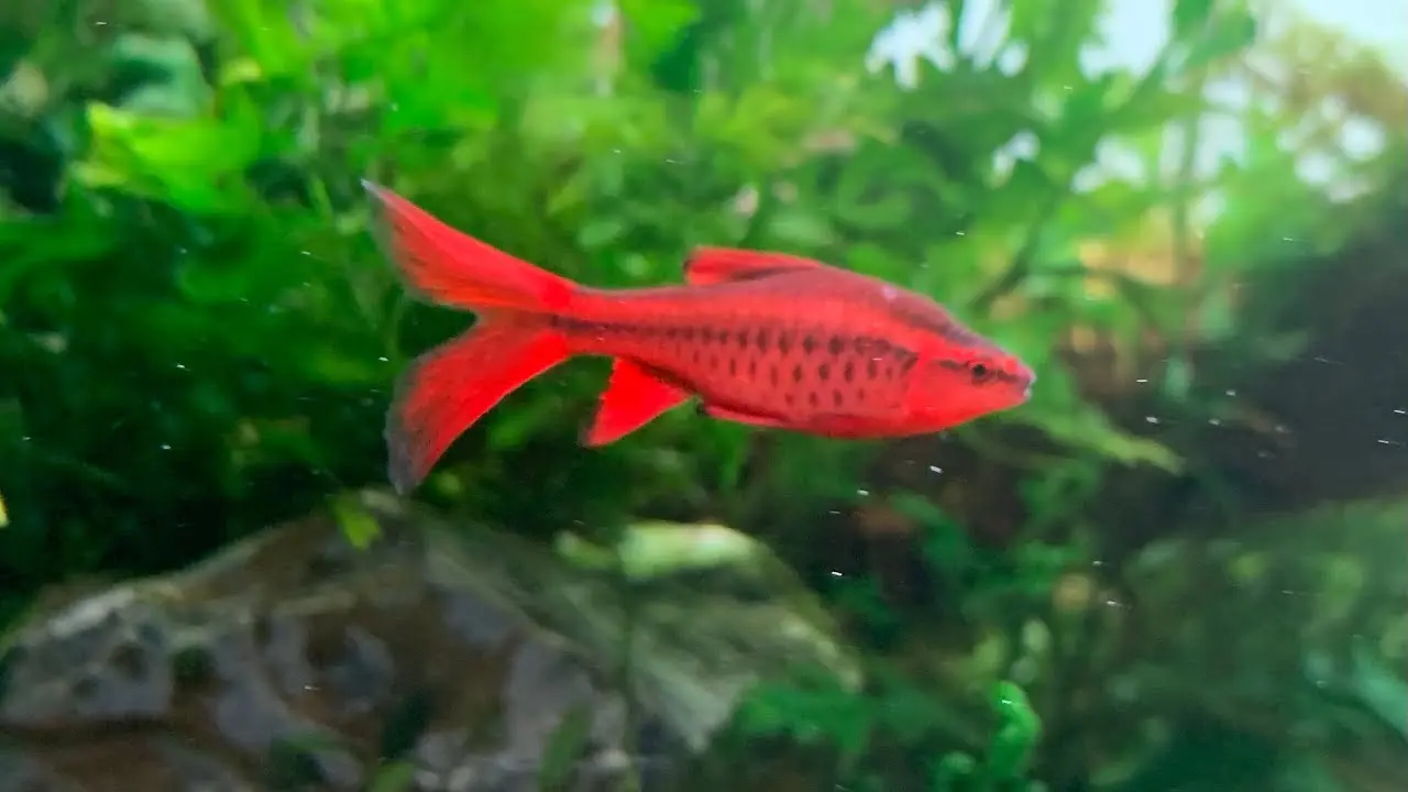 Cá màu đỏ 7
