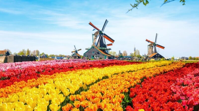 Hoa Nổi Tiếng ở Hà Lan 1