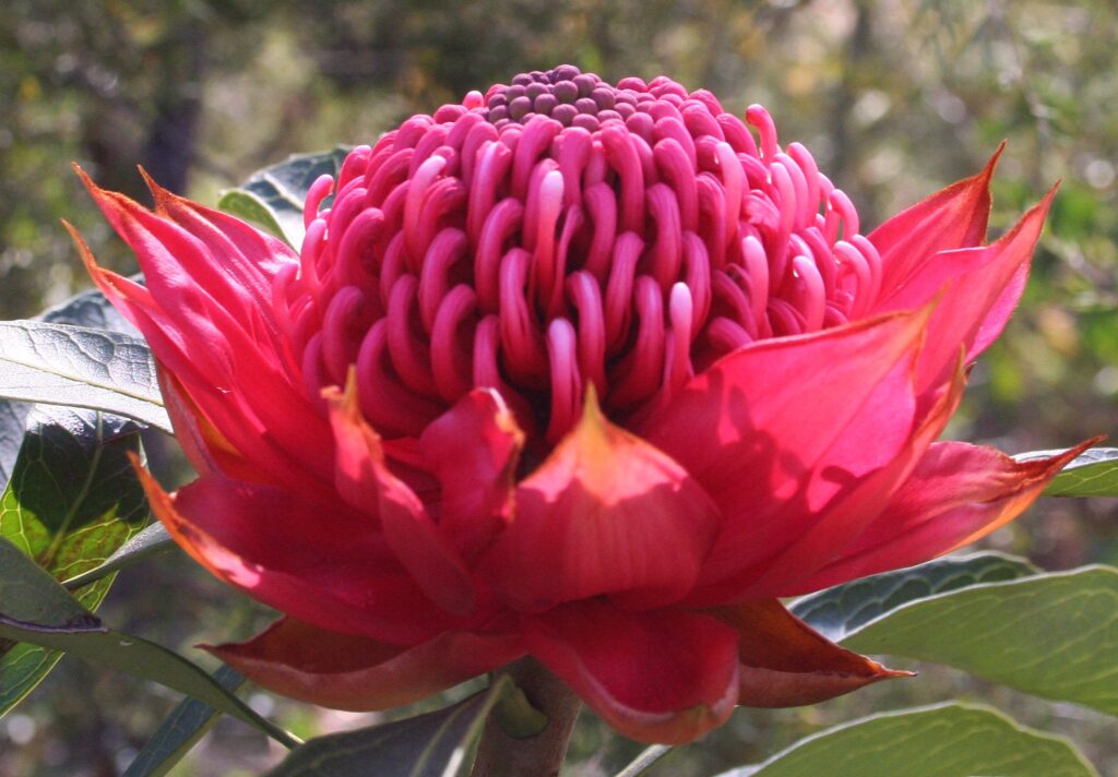 Đôi Hoa đẹp Nhất Châu Úc 3
