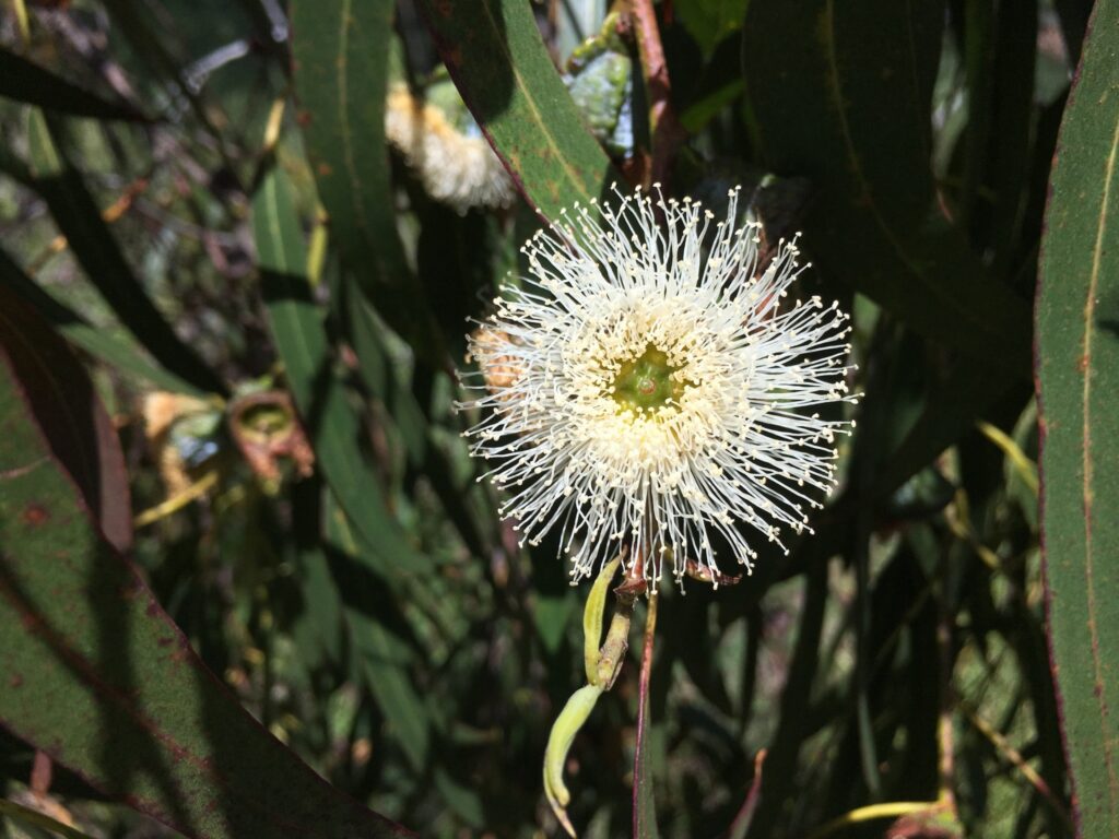Loài Hoa đẹp Nhất Châu Úc 8