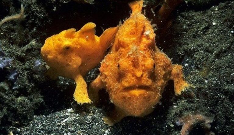 10 loài cá có vẻ ngoài xấu xí nhất thế giới 1