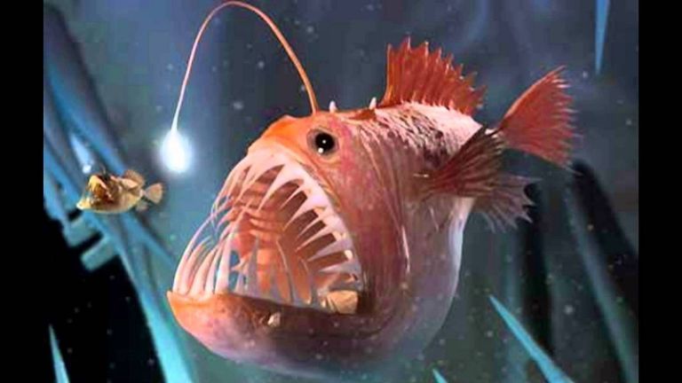 10 loài cá có vẻ ngoài xấu xí nhất thế giới 3