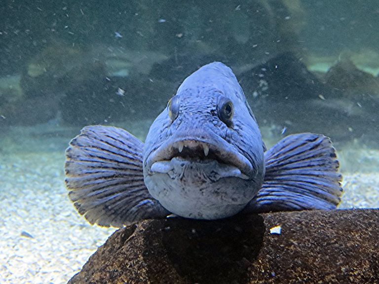 10 loài cá có vẻ ngoài xấu xí nhất thế giới 7