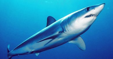 Loài cá mập nhanh nhất đại dương 2