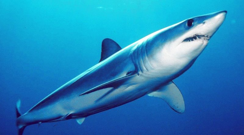 Loài cá mập nhanh nhất đại dương 2