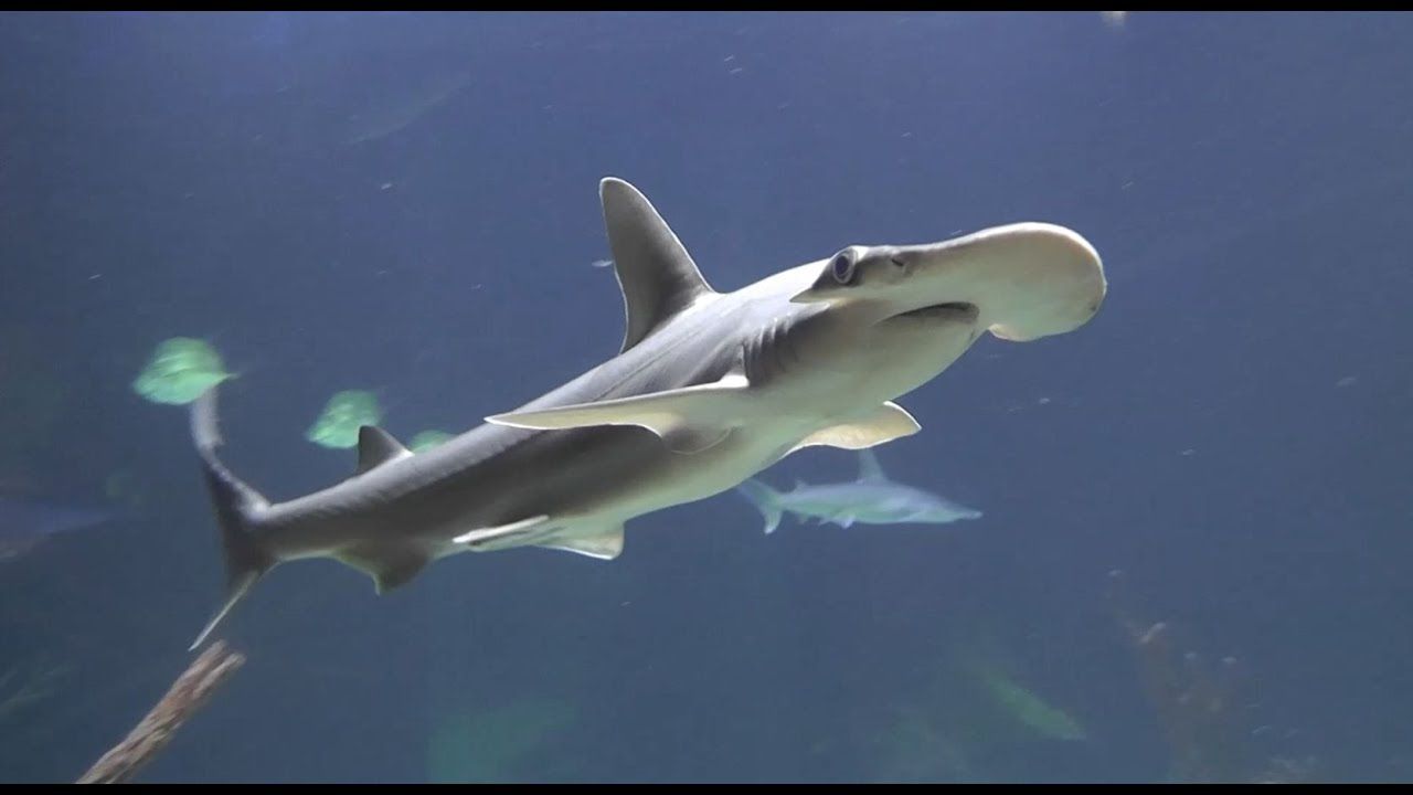 Loài cá mập nhanh nhất đại dương 6