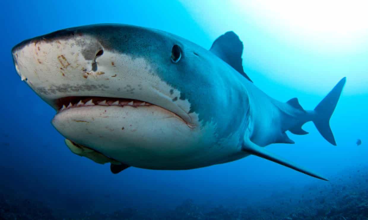 Loài cá mập nhanh nhất đại dương 7
