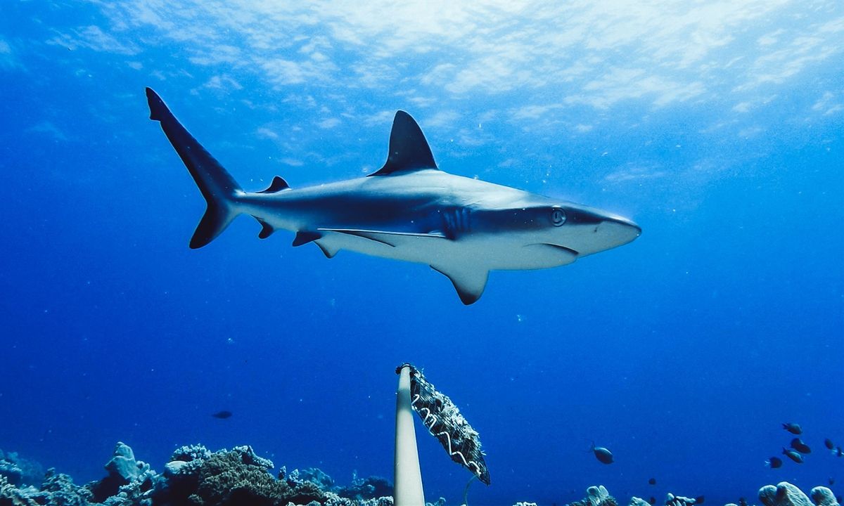 Loài cá mập nhanh nhất đại dương 9