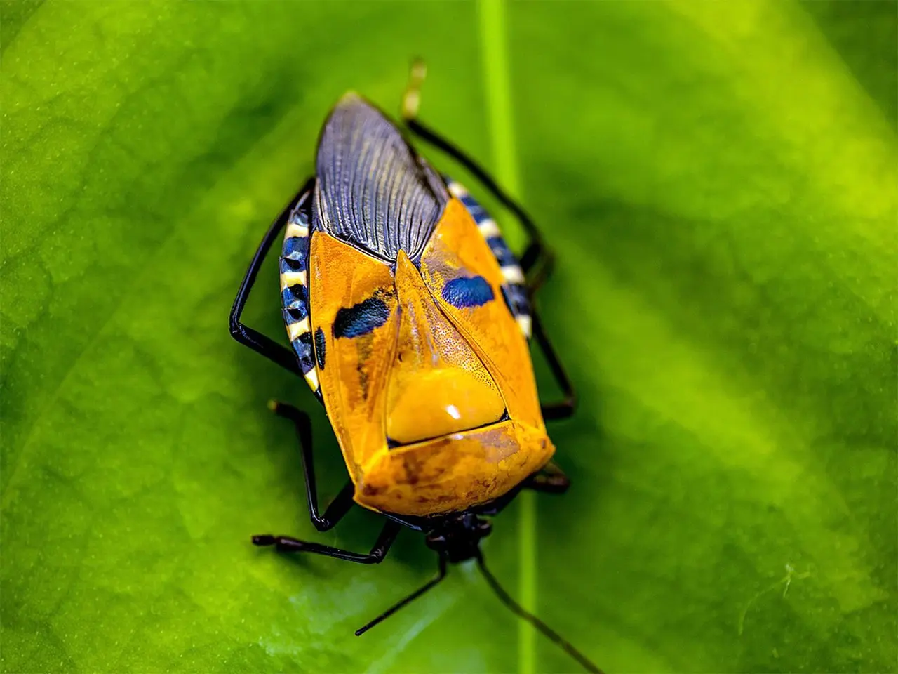 Loài côn trùng đẹp nhất thế giới 10