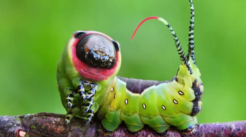 Loài côn trùng đẹp nhất thế giới 12