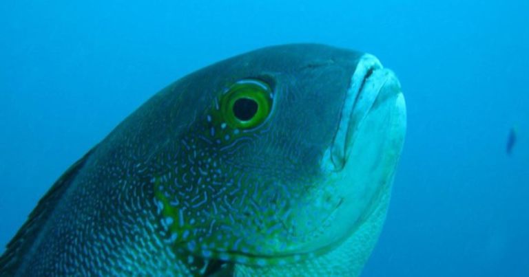 Loài cá có tuổi thọ cao nhất đại dương 1