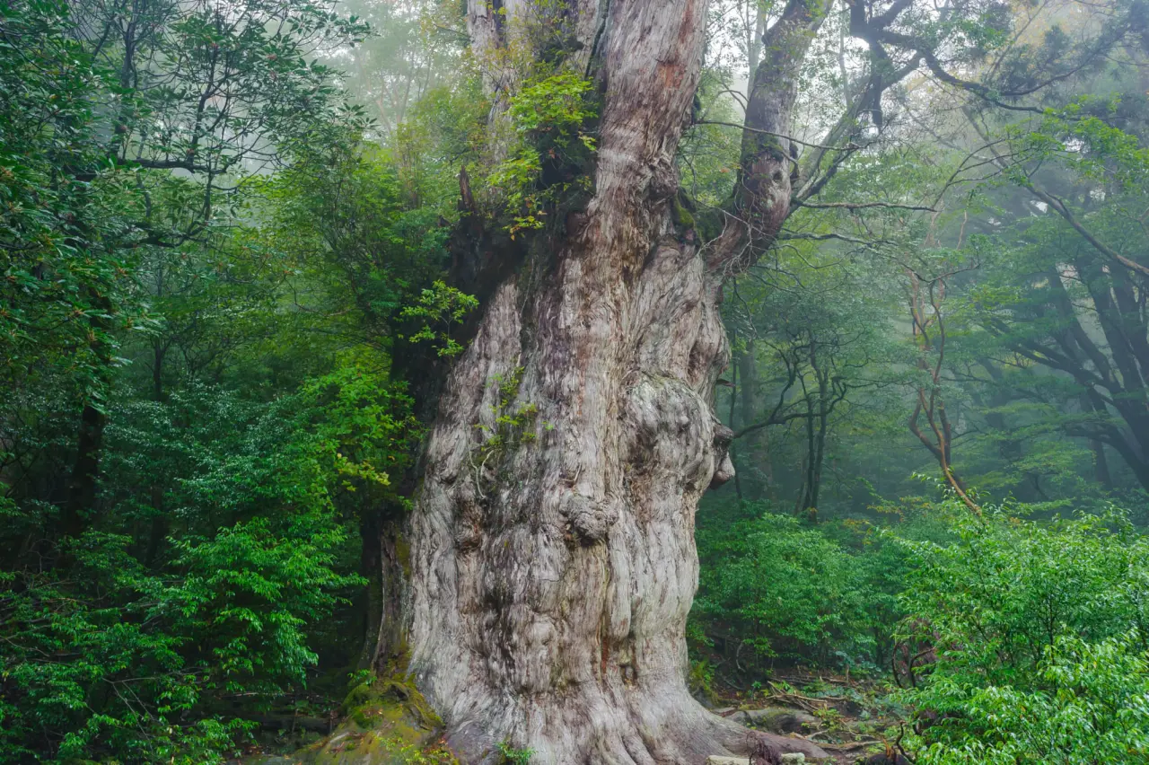 Loài cây tồn tại lâu đời nhất thế giới 4