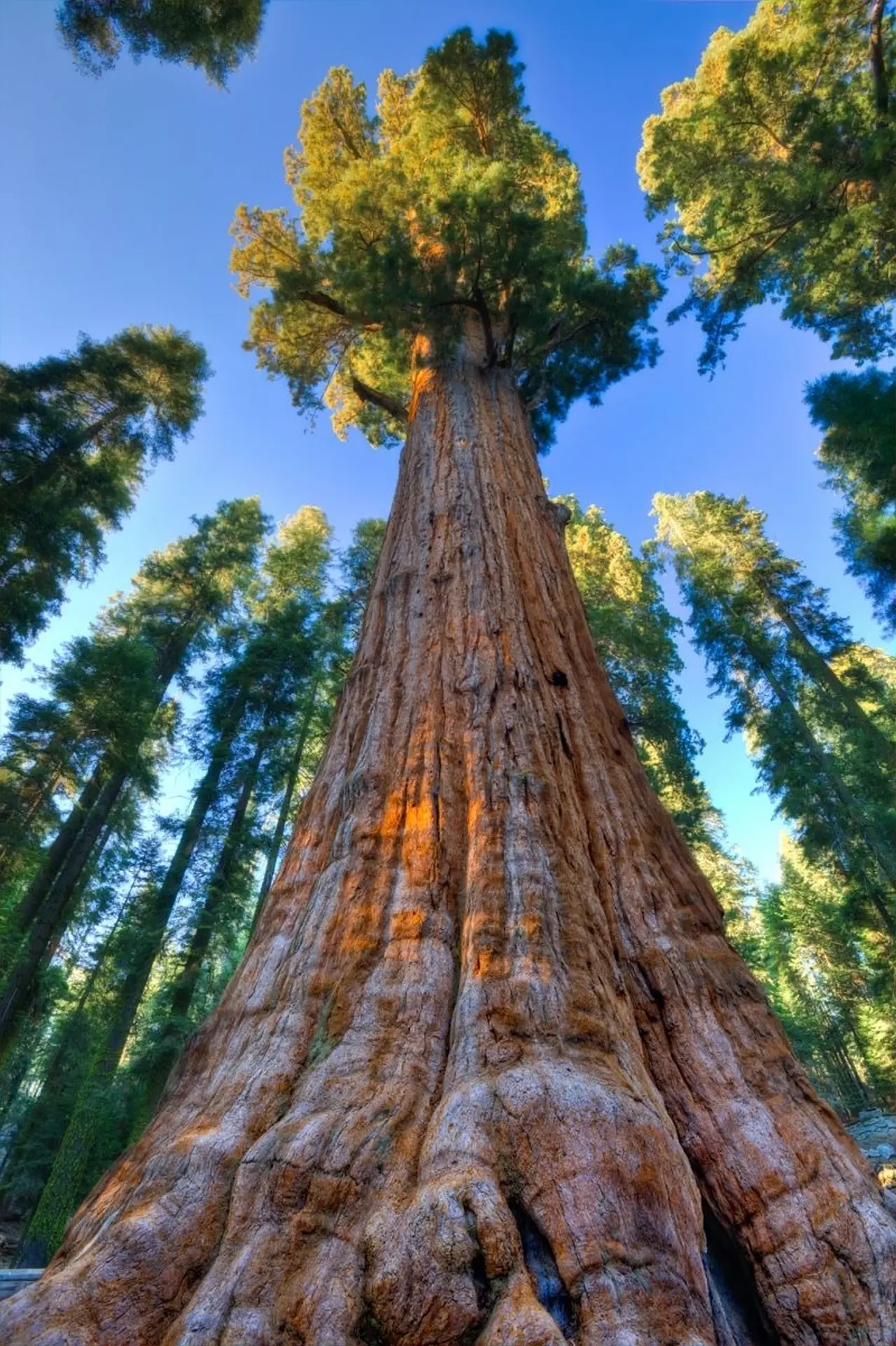 Loài cây tồn tại lâu đời nhất thế giới 7