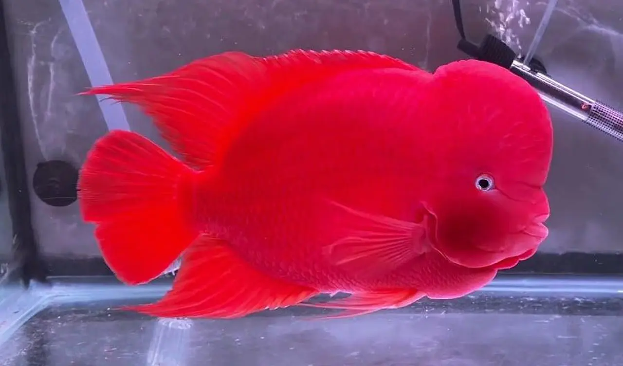 Cá La Hán đỏ