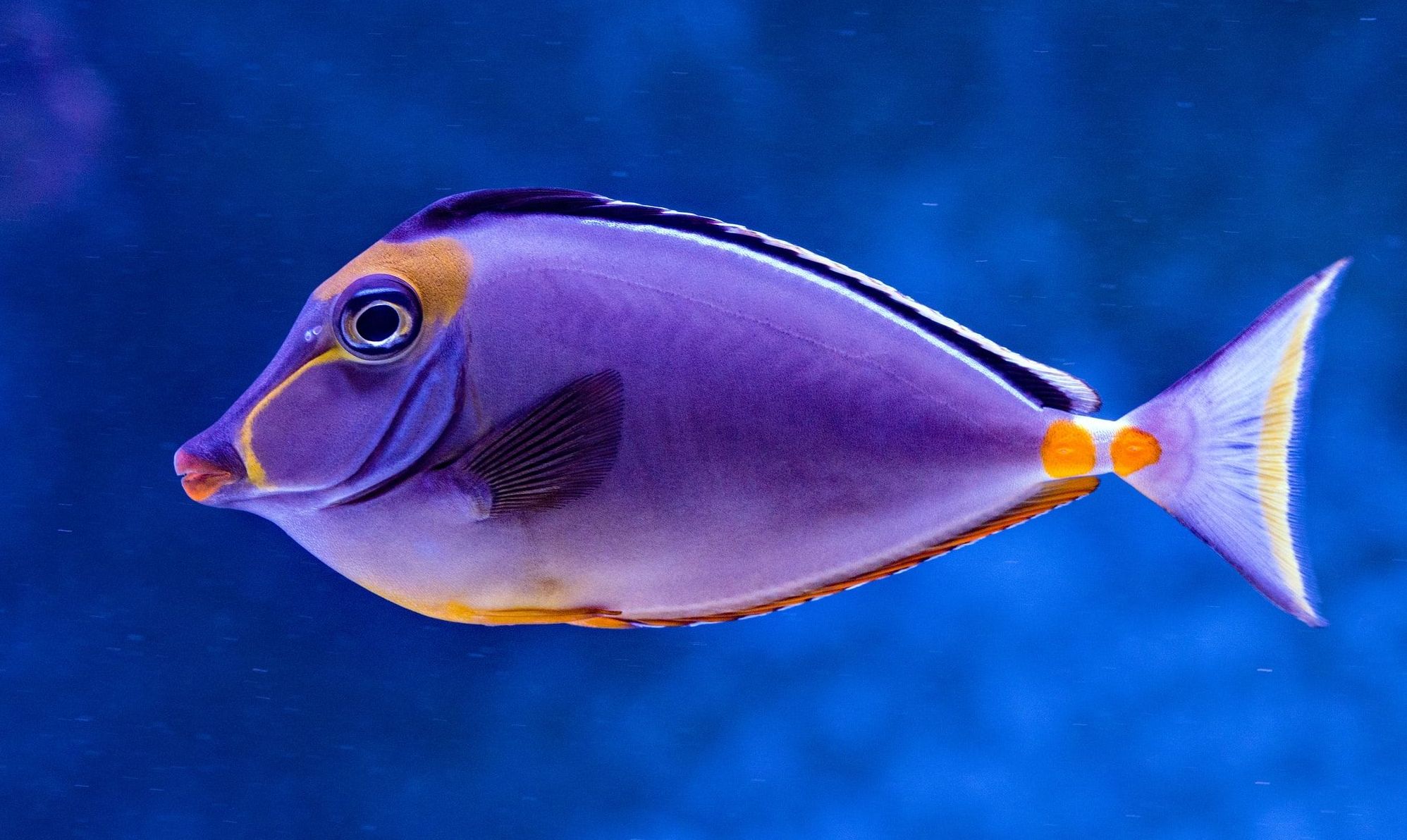 Các loại cá màu tím 10